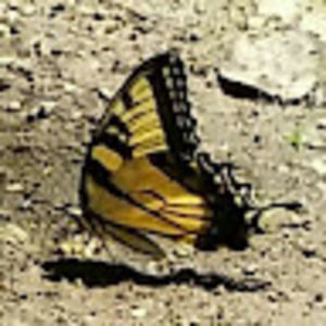 Meet your Posher, Penny